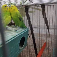 یک جفت مرغ عشق نر دستی