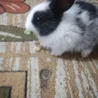 بچه خرگوش نیم لوپ