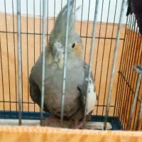 عروس هلندی سرحال