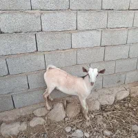 کهره نر