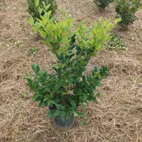 یاس هلندی سطل ۱۰