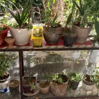 تعدادی گل باقیمت مناسب|گل و گیاه طبیعی|اسلامشهر, مسکن مهر اسلاشهر (شهرک امام خمینی)|دیوار