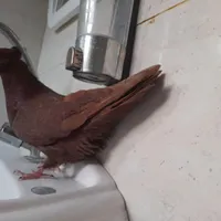 کبوتر پیدا کردم...