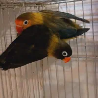 جفت کوتوله مولد یووینگ و یقه زرد ماسکت با جوجه|پرنده|قم, مهر آباد|دیوار