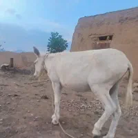 فروش الاغ|حیوانات مزرعه|بافت, |دیوار
