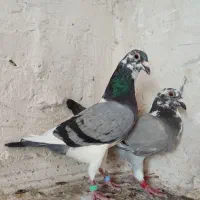 کبوتر|پرنده|شیراز, رحمت‌آباد|دیوار
