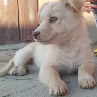 توله پاکوتاه