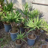 یوکا بنسای|گل و گیاه طبیعی|رودسر, |دیوار