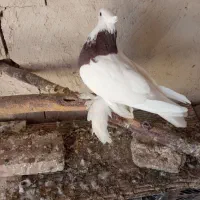 طوقی|پرنده|کشکسرای, |دیوار