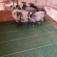 قوچ  وبره قوچ های رومانف|حیوانات مزرعه|شهریار, شهریار|دیوار