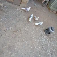 کبوتر|پرنده|دورود, |دیوار