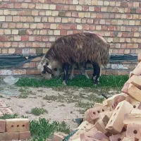 شش عدد میش بره سرخ