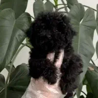 پودل سه ماهه اصل