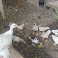 جوجه سیکا ۴۵ روزه و ۷ روزه