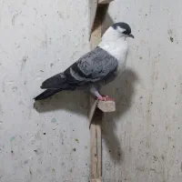 مخمل . سینه.