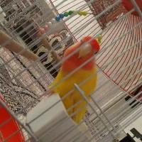 طوطی بریزیلی|پرنده|ری, شهادت|دیوار