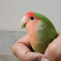 جفت کوتوله نیمه دستی