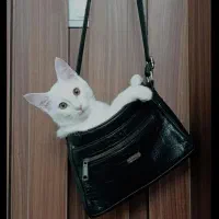 گربه dshسفید|گربه|محمدشهر, محمدشهر|دیوار