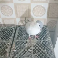 کفتر|پرنده|تربت‌حیدریه, سرمحله|دیوار