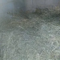 علف سبز بهار|عمدهفروشی|مسجد سلیمان, |دیوار