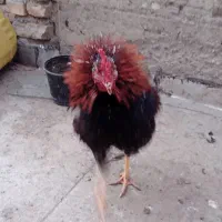 خروس|حیوانات مزرعه|ارومیه, |دیوار