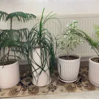 بنجامین ابلق، کاج مطبق، لیندا، افوربیا، سانسوریا