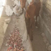بز پنجابی به فروش می‌رسد