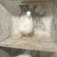 کبوتر|پرنده|لامرد, |دیوار