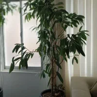 کلکسیونی خاص یک چهارم قیمت