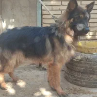 واگذاری فوری سگ افغان و ژرمن شولاین