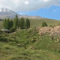 حیوانخانگی