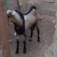 نری چاق و چله دولاب|حیوانات مزرعه|قشم, |دیوار