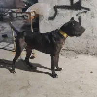 سگ واسه نگهبانان جنس خوب