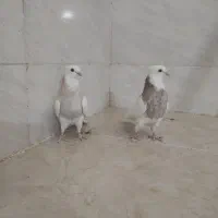 جوجه طوق شکلاتی