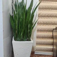 گل سنسوریا یا شمشیری طبیعی