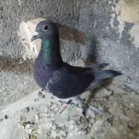 کبوتر یا کفتر|پرنده|شیراز, کوشک میدان|دیوار