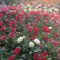 خدمات باغبانی در سراسر تهران گل باغچه و آپارتمانی|خدمات باغبانی و درختکاری|تهران, فاطمی|دیوار