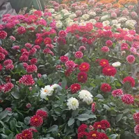 خدمات باغبانی در سراسر تهران گل باغچه و آپارتمانی|خدمات باغبانی و درختکاری|تهران, سیدخندان|دیوار