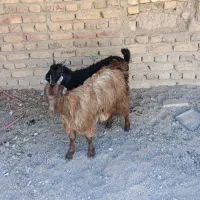 برغاله