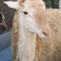 گوشت گوسفندی  کشتار روز|خوردنی و آشامیدنی|شیروان (خراسان), |دیوار