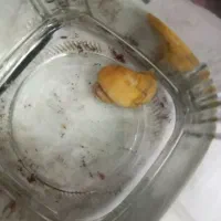 حلزون دو زیست