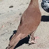 سرخ ضمانتی|پرنده|بردسیر, |دیوار