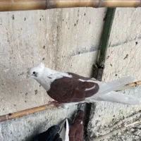 کبوتر دوکت گمشده
