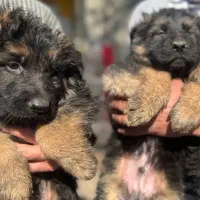 سگ ژرمن شپرد موبلند حرفه ای اصیل