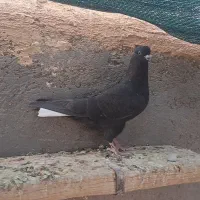 زاغدم سفید نر