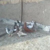 کبوتر