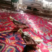 دو عدد عروس نرو ماده|پرنده|عجب شیر, |دیوار