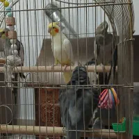 عروس هلندی|پرنده|سلماس, |دیوار