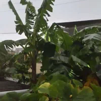 فروش درخت موز با چند پاجوش