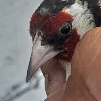معاوضه با قناری
